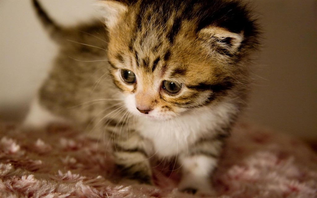 Cute-Kitten-Image
